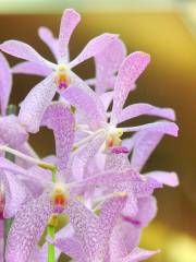 Akatsuka Orchid Gardens