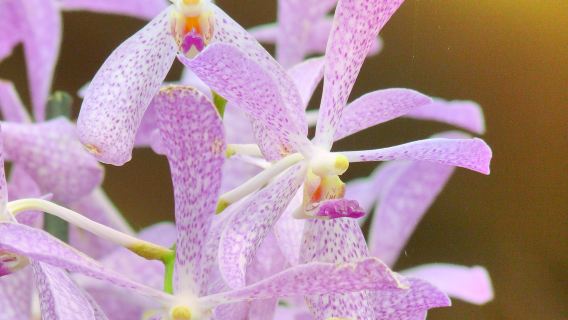 Akatsuka Orchid Gardens