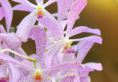 Akatsuka Orchid Gardens