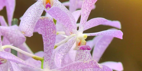 夏威夷蘭花花園