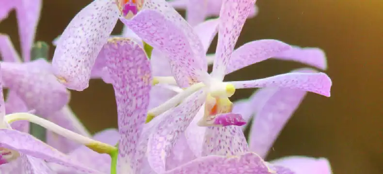 ファーン・フォレストのホテル