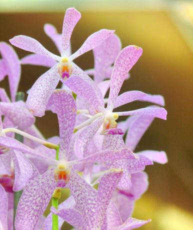 Akatsuka Orchid Gardens
