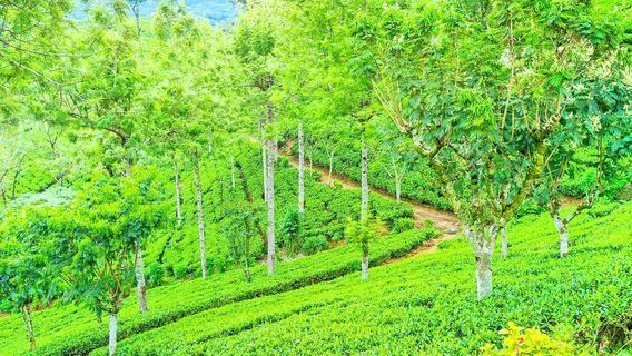 Distrik Nuwara Eliya