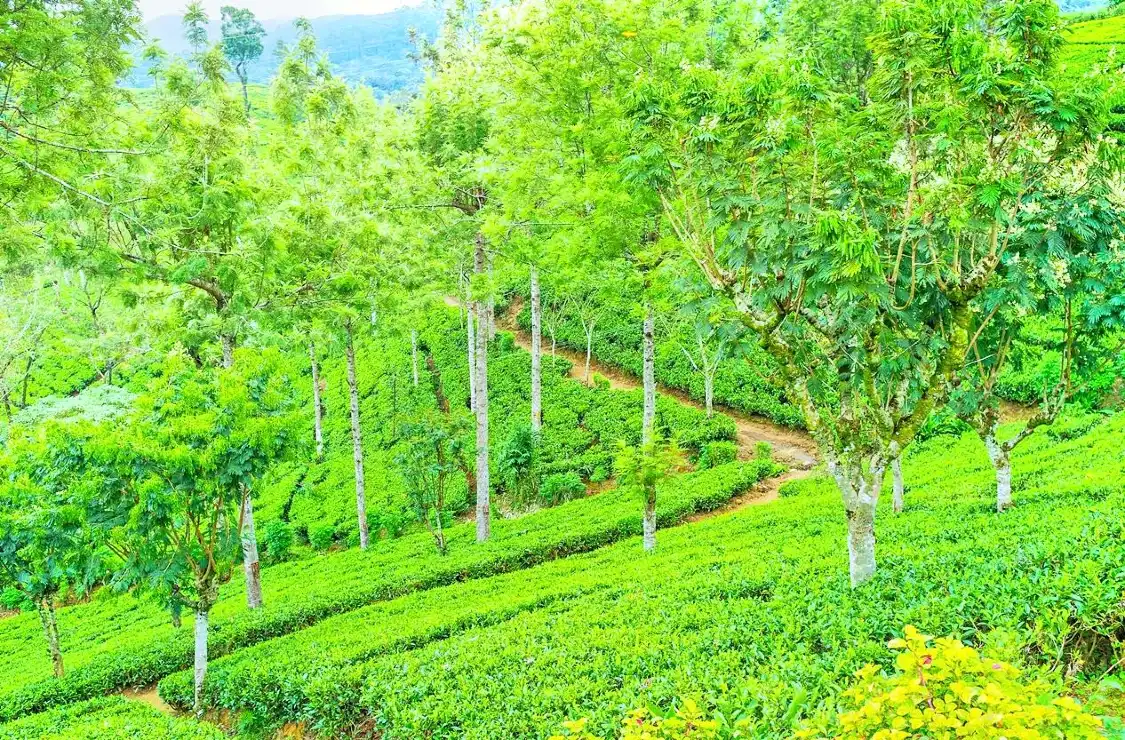 Hotels near Pedro Tea Center and Factory