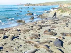 Piedras Blancas Elephant Seal Rookery