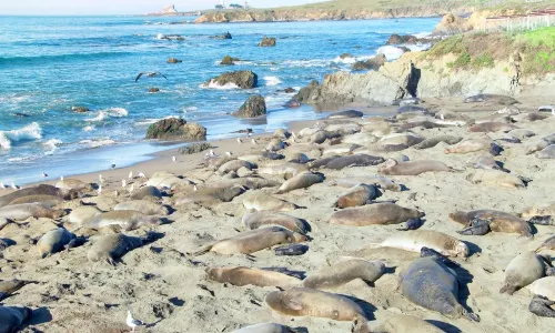 Piedras Blancas Elephant Seal Rookery