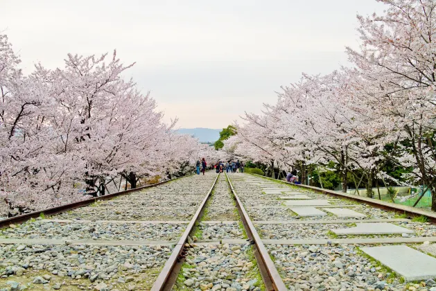 京都　梅小路　花伝抄