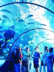 Yuncheng Aquarium