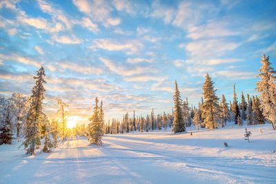 Partioaitta Saariselkä