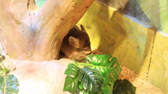 Zhangjiagang Adorable Pet Park