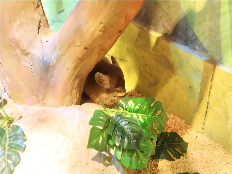 Hotels near Zhangjiagang Adorable Pet Park