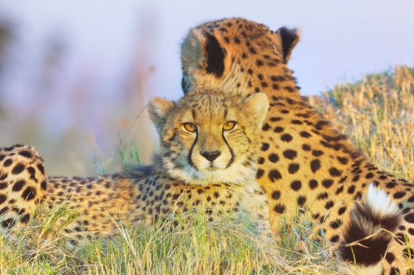 Okavango Delta