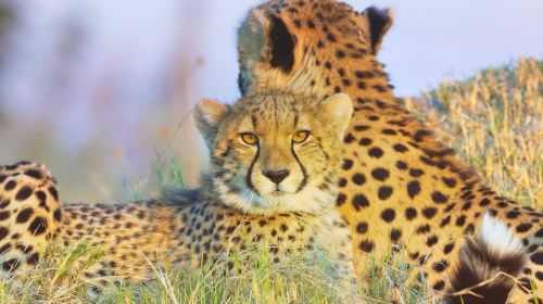 Okavango Delta