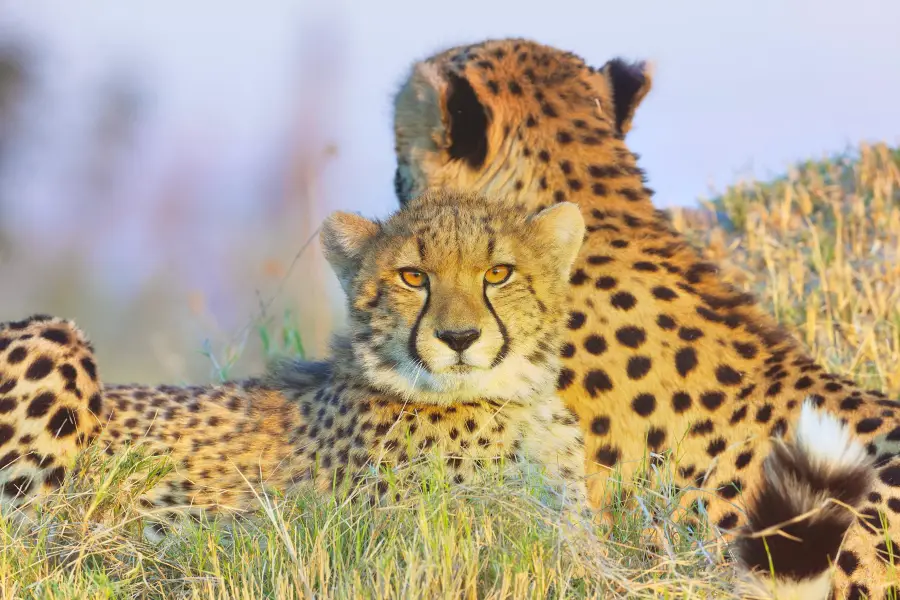 Okavango Delta