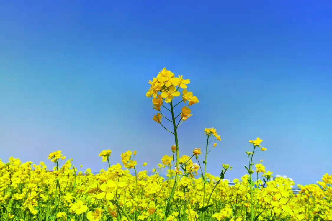 샤탕자이 주변 호텔