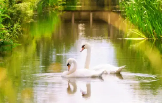WWT London Wetland Centre