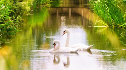 WWT London Wetland Centre