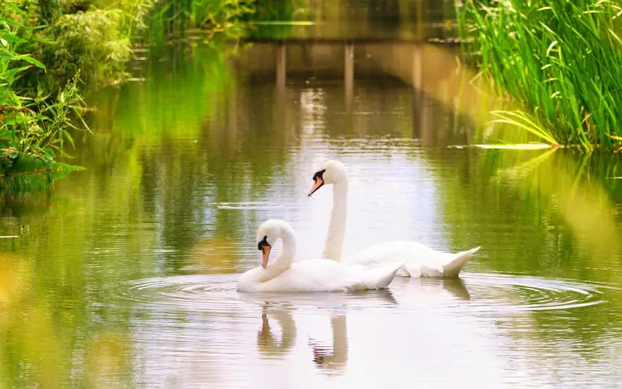 WWT London Wetland Centre