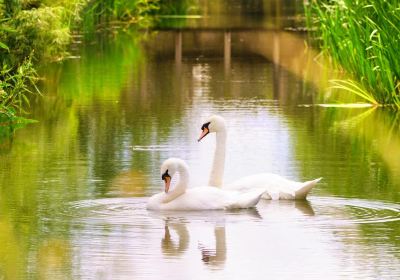 WWT London Wetland Centre