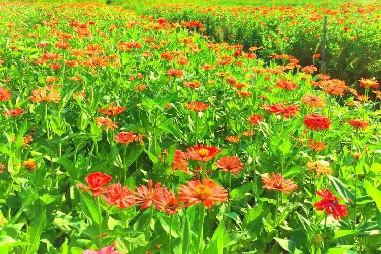 潼南潼畫花海格桑花景區