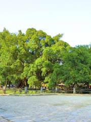 Large banyan