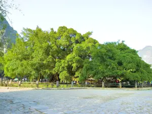 The Grand Banyan Tree