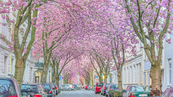 Bonn