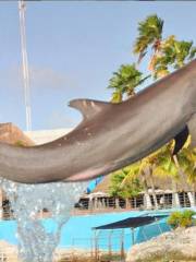 Dolphin Discovery Isla Mujeres