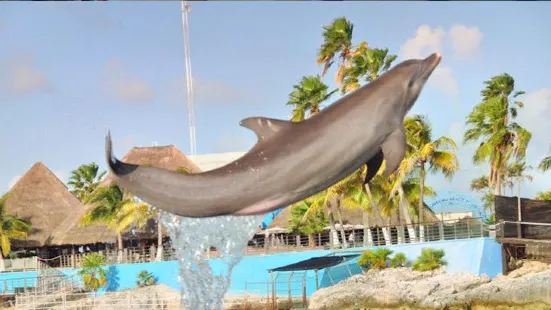 Dolphin Discovery Isla Mujeres