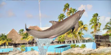 Dolphin Discovery Isla Mujeres