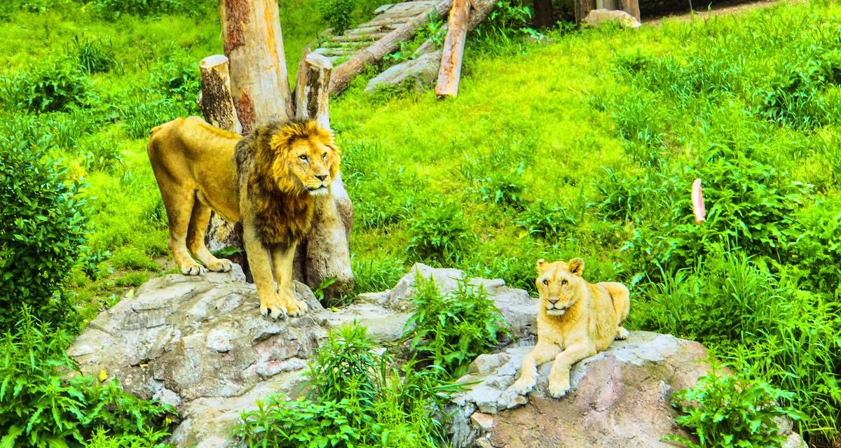 Ningbo Wildlife Park