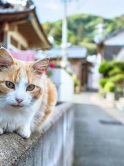 Ainoshima Island