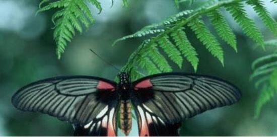 Boracay Butterfly Garden