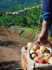 Xunyi Peach Orchard, Taizi Mountain