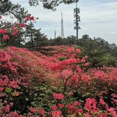 红杜鹃农家乐 User Photo