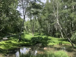 Fioriture Primaverili a Altay: le opzioni più popolari