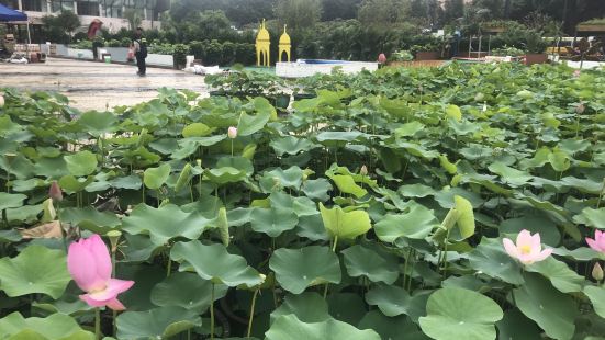 澳門塔石廣場經常舉辦一些不同的活動，今年的澳門荷花節移師到這