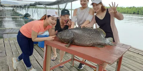 小魚巢