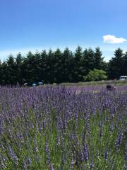 Mountainside Lavender Farm