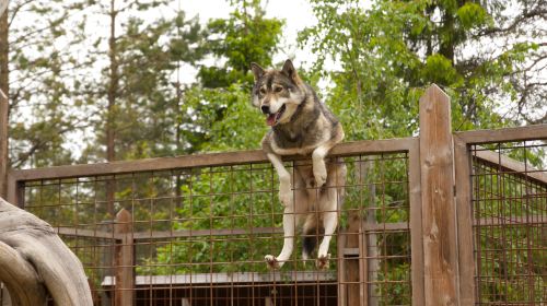 Dog Sledding Park