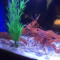 Maki House寿司(晶品店) User Photo