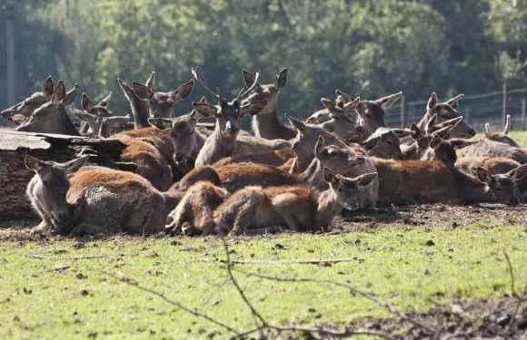 法爾馬迪沃赫克旅館