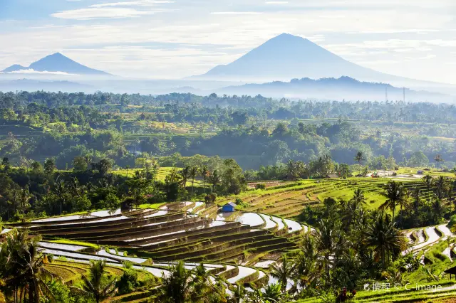 Terraced Fields Viewing in Bali