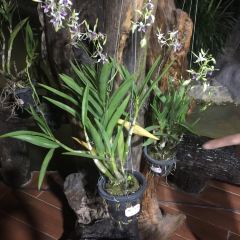 傣家线鸡楼 User Photo