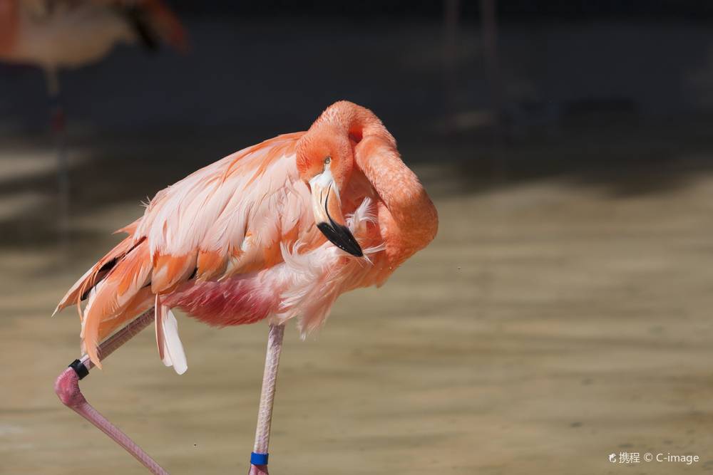 日本大阪天王寺動物園+大阪小童樂園+大阪海遊館+大阪城天守閣一日遊