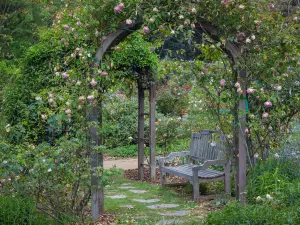 迪斯康索花園