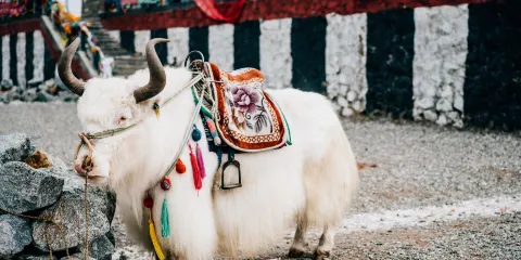 【純玩無購物】貴德國家地質公園+清清黃河一日遊