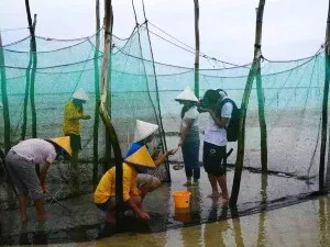 Mangrove