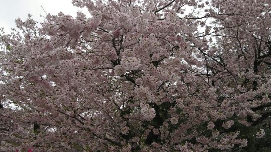 名古屋的樱花满开是在4月份的上旬，4月10日前后，每到樱花满