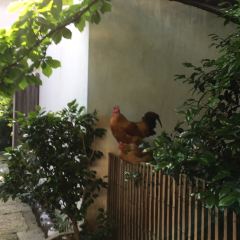 绍兴大禹开元观堂·禹家大院 User Photo